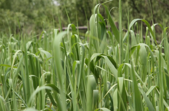 蘆莖(禾本科植物)