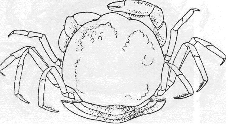 玲瓏豆蟹