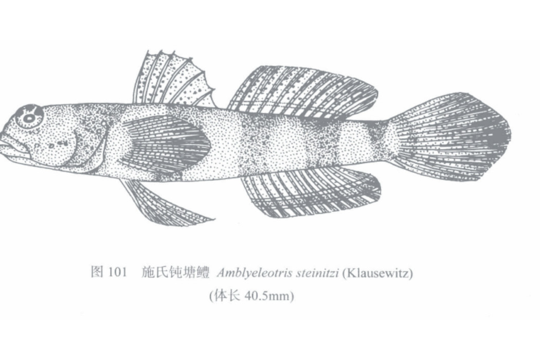 施氏鈍塘鱧