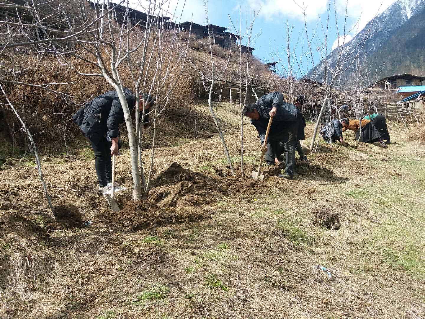 2018年3月12日龍普村開展義務植樹活動
