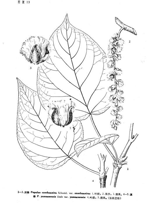 川楊（原變種）