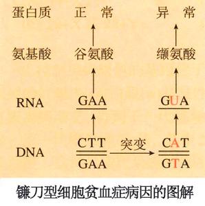 鹼基顛換