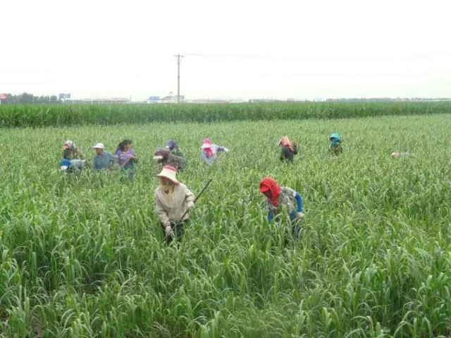 楊樹小米種植地