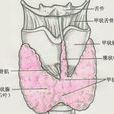 橋本氏甲狀腺病