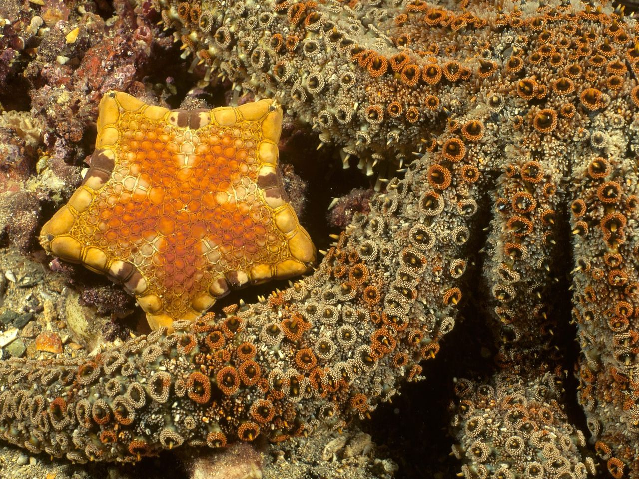 海星類圖片欣賞