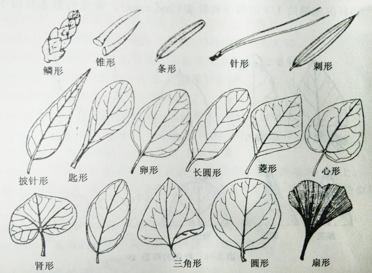 葉片的形態類型