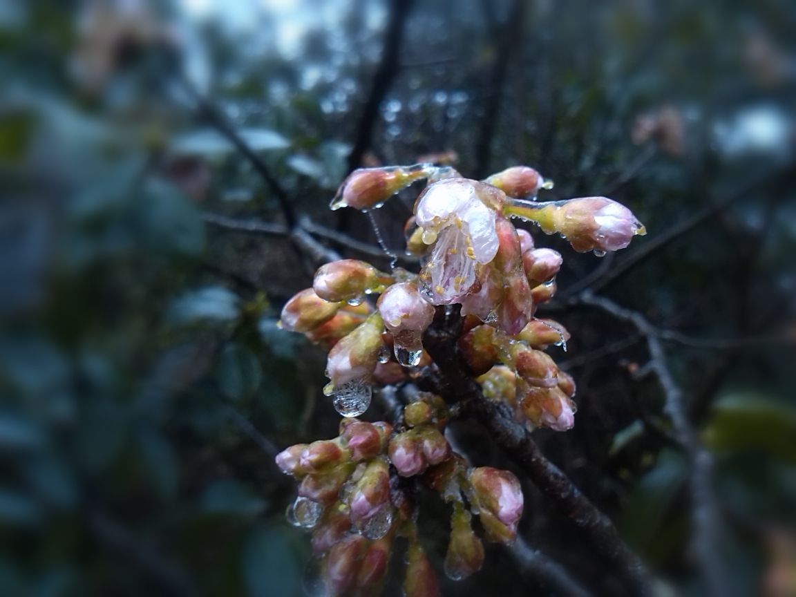 野桃花