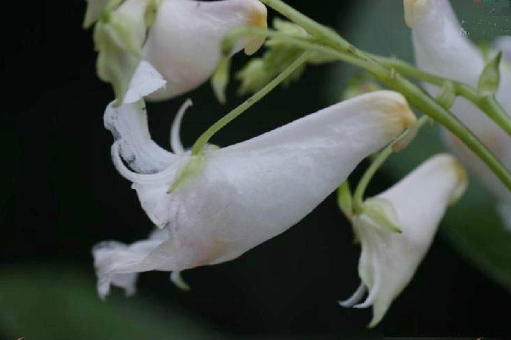 白花鳳仙花