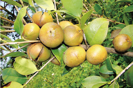 油茶無性系黃山2號