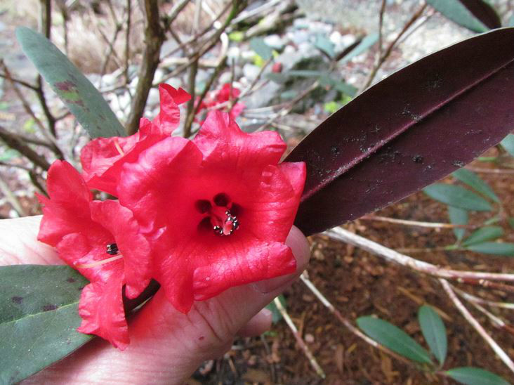 網眼火紅杜鵑（變種）