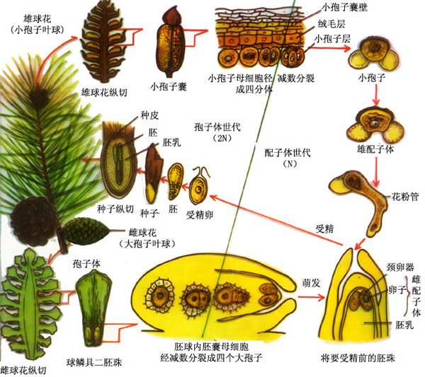 植物生活史