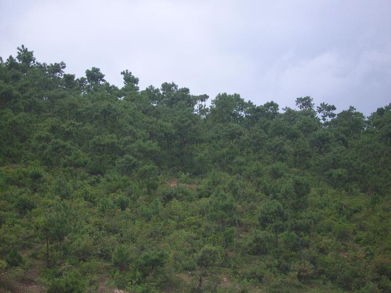 廣南屯村-山林