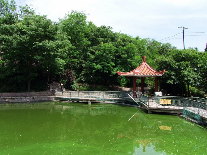 青島櫸林公園