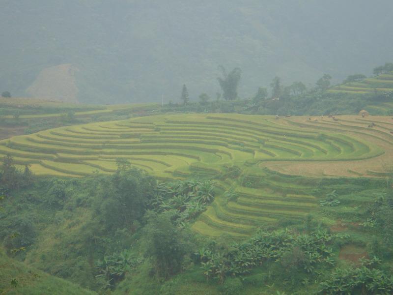 種植業