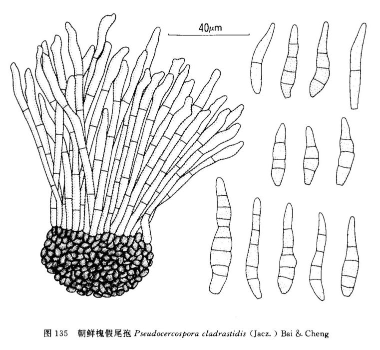 槐尾孢