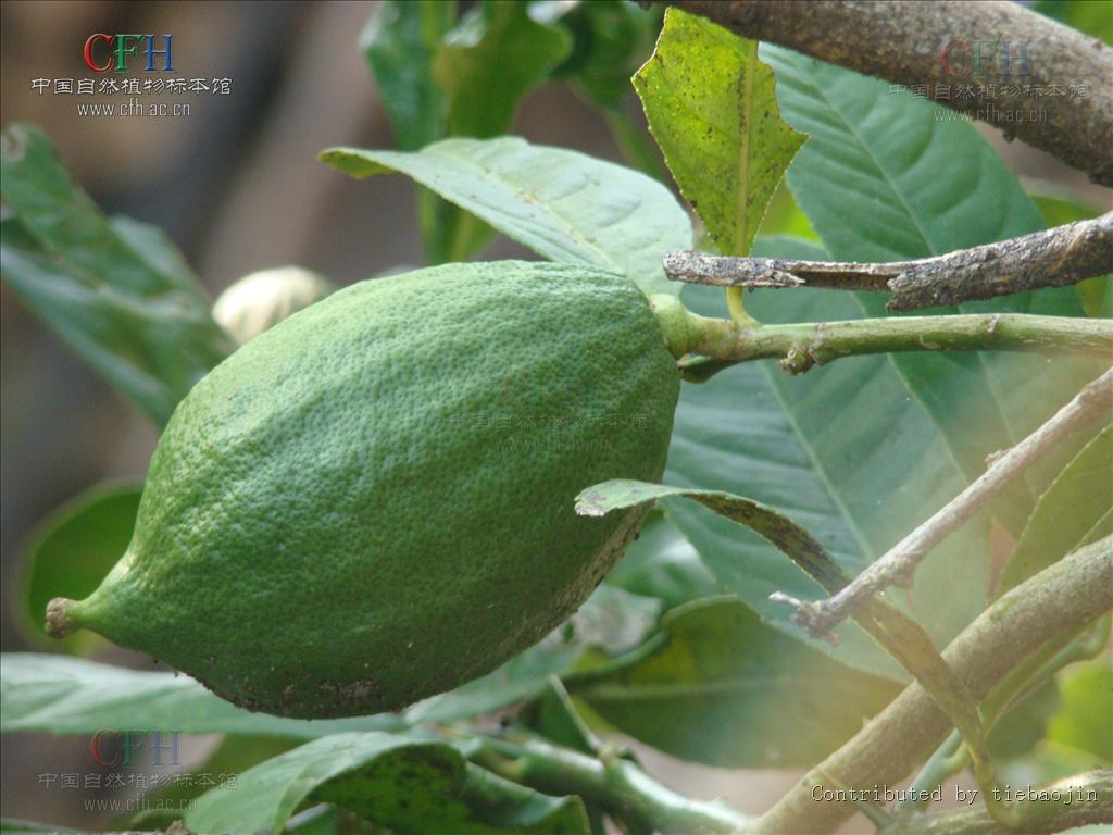 Citrus medica