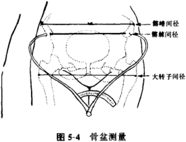 臀寬(髖最大寬)