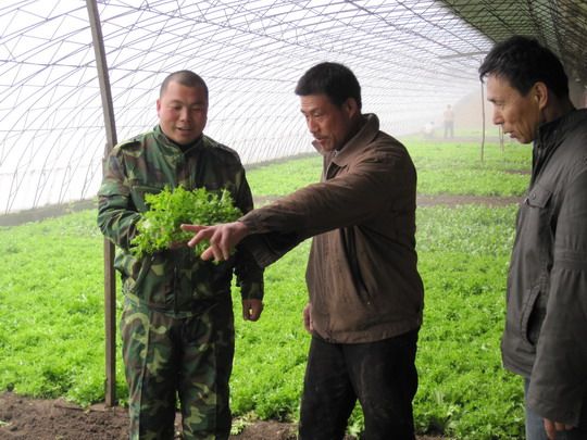 苦苣菜柱隔孢