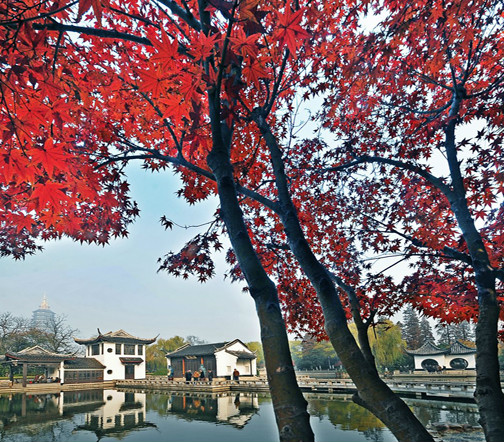 常州第一園林——紅梅公園