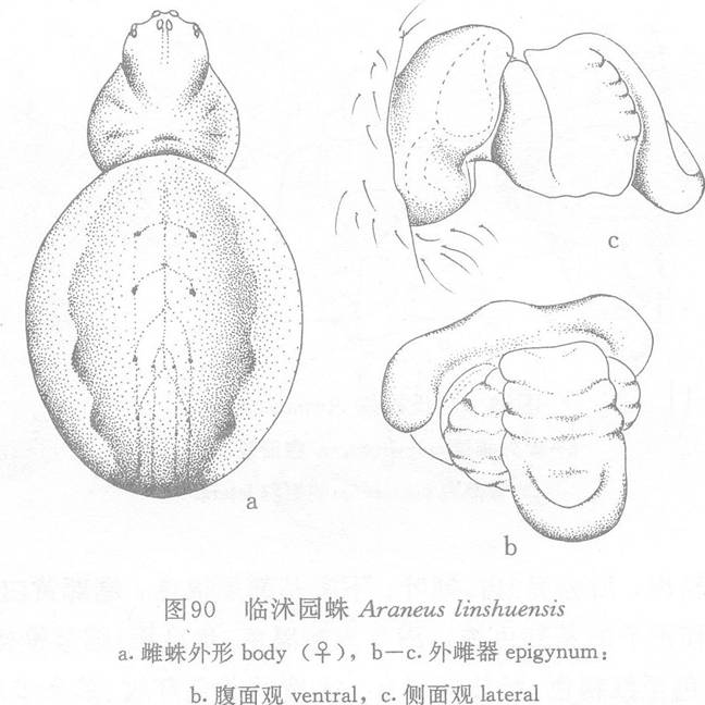 臨沭園蛛