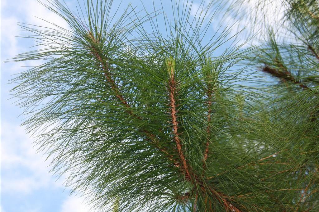 思茅松思茅家系34號