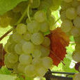 Semillon