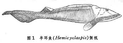 無頜類（化石）