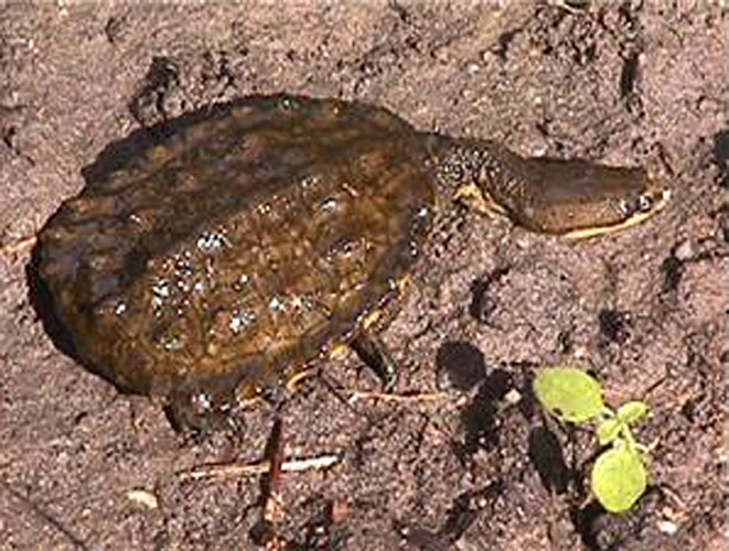 阿根廷蛇頸龜(釘頸龜)