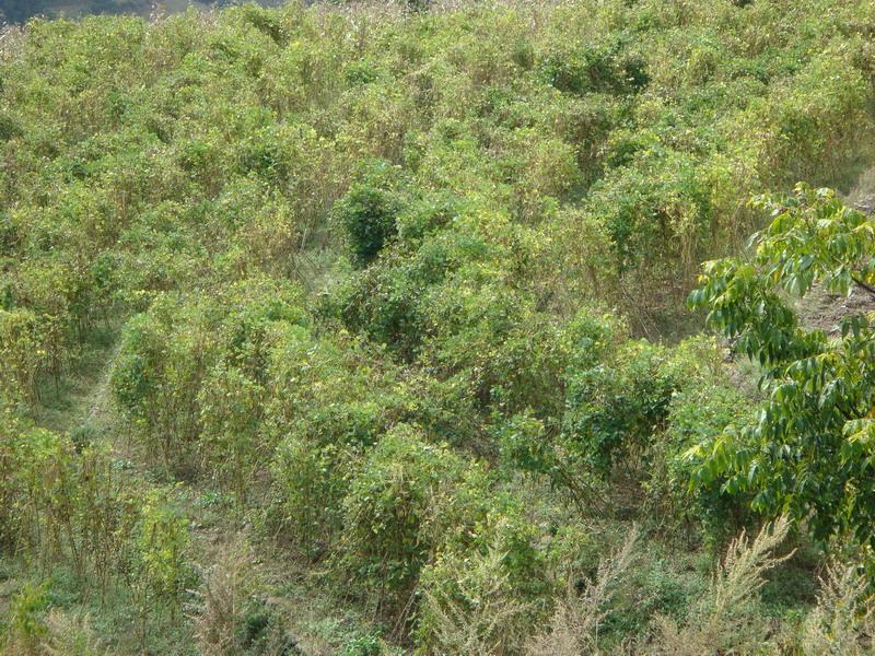 萬河十八自然村-白芸豆種植