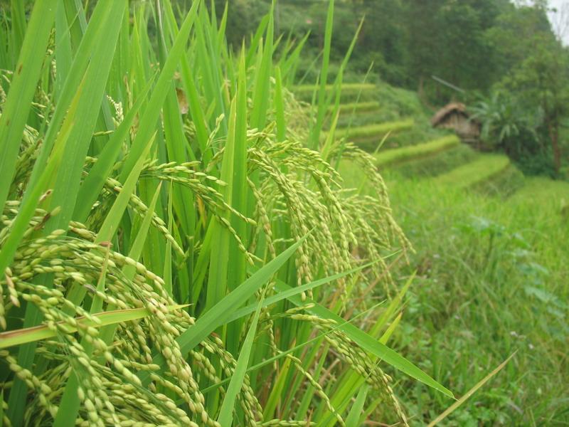 村中田園