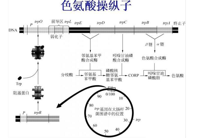 反饋阻遏