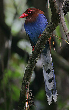 斯里蘭卡藍鵲