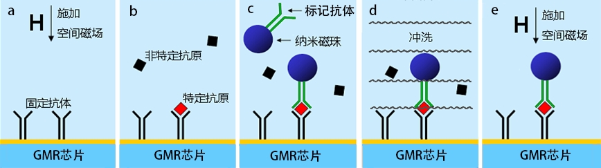 磁敏免疫分析