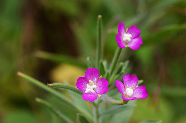 硬毛柳葉菜