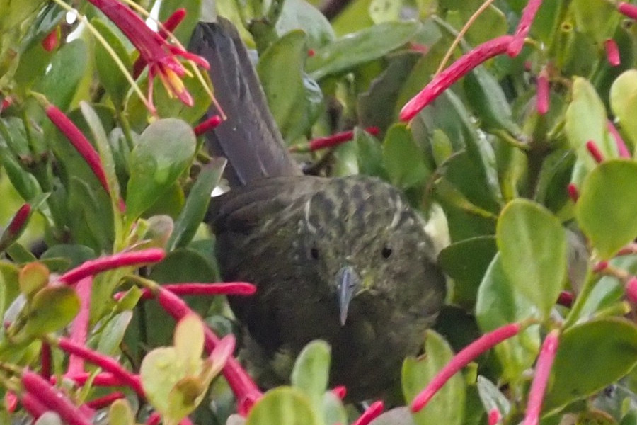 綠紋嗜蜜鳥