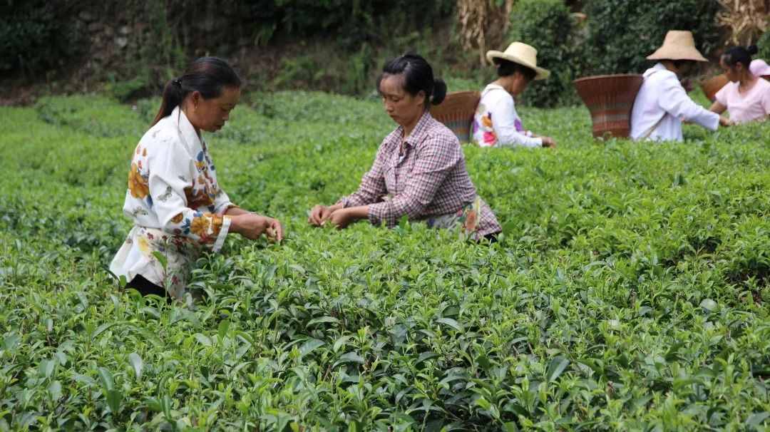 採茶景象