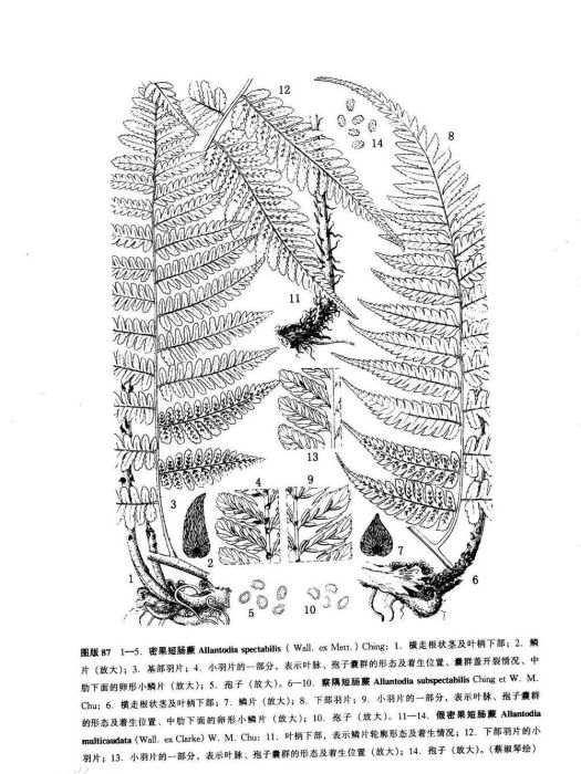 密果短腸蕨