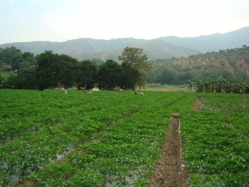 勐龍村