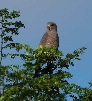 鳶嘴