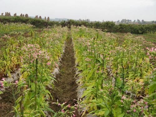 茨營鄉團結村