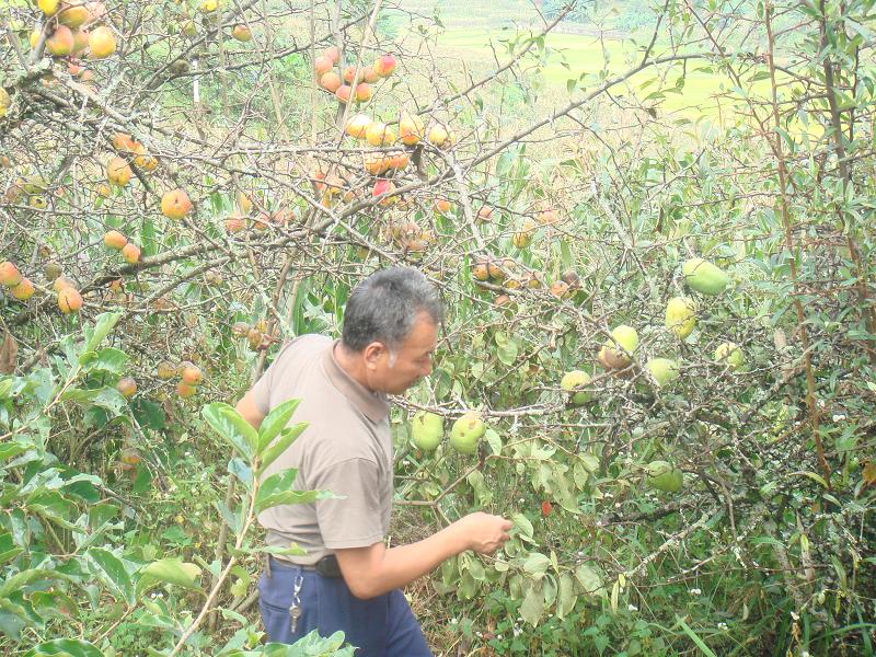 黑水井自然村酸木瓜種植業