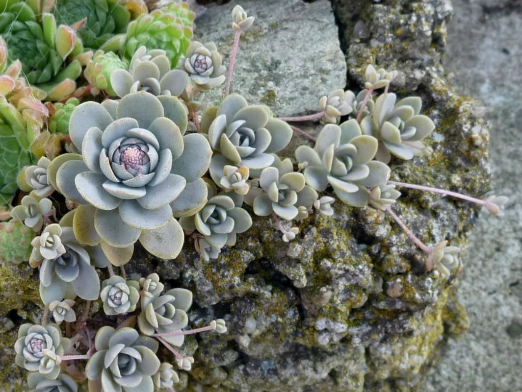 子持蓮華景觀