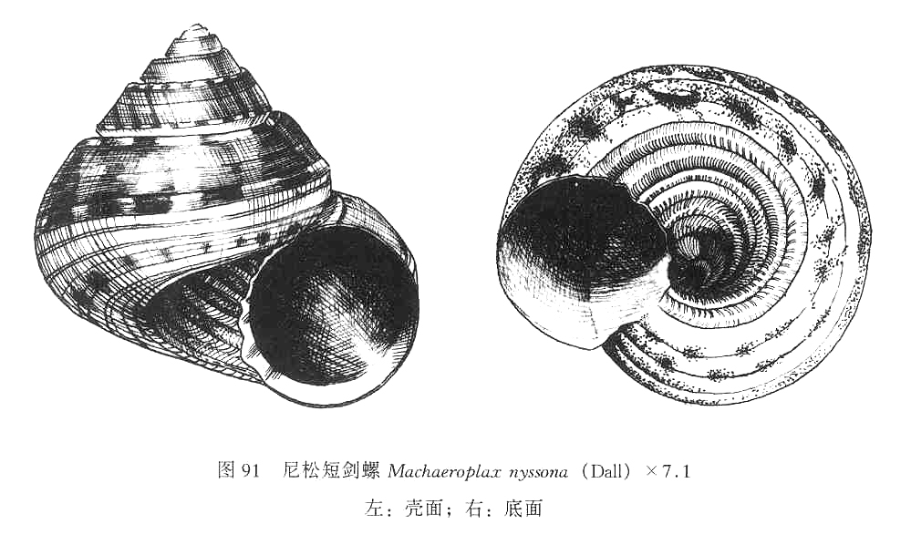 圖1.尼松短劍螺