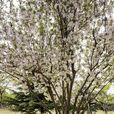海棠樹
