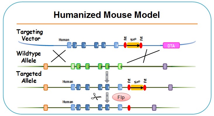 北京百奧賽圖基因生物技術有限公司