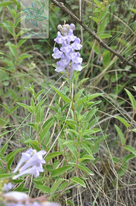 多毛（變種）(並頭黃芩·多毛變種)