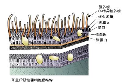 脂多糖