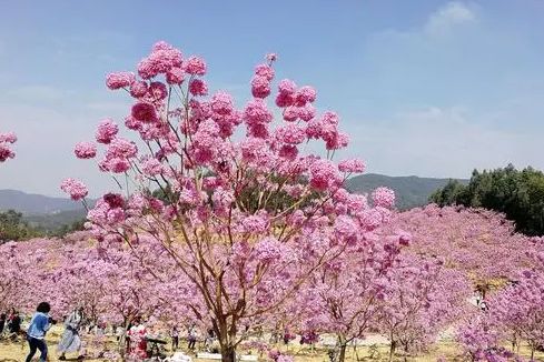 紫花風鈴木28