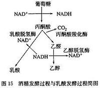 發酵過程