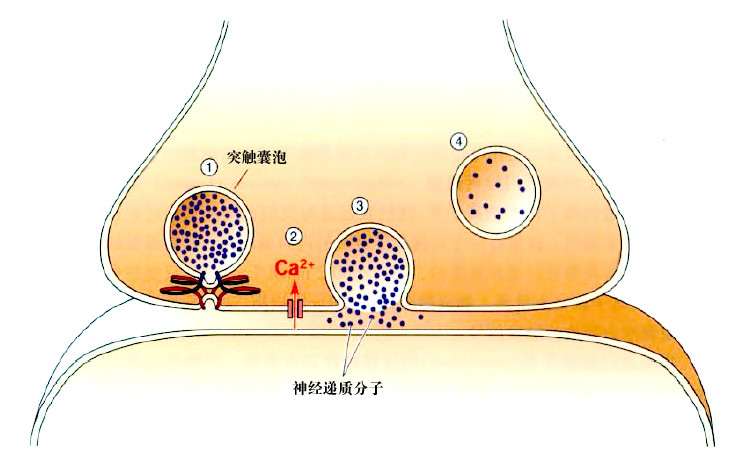 腦細胞激活論(科學理論)